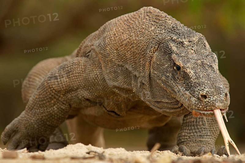 Komodo Dragon (Varanus komodoensis)