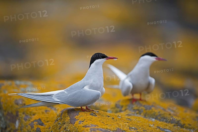Arctic Terns (Sterna paradisaea)