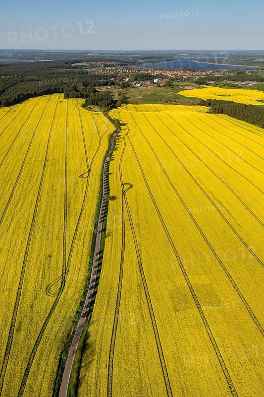 Blooming rapeseed fields avenue