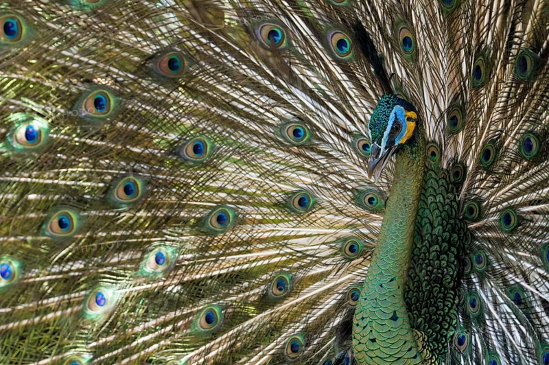 Java Peafowl or Green Peafowl (Pavo muticus)