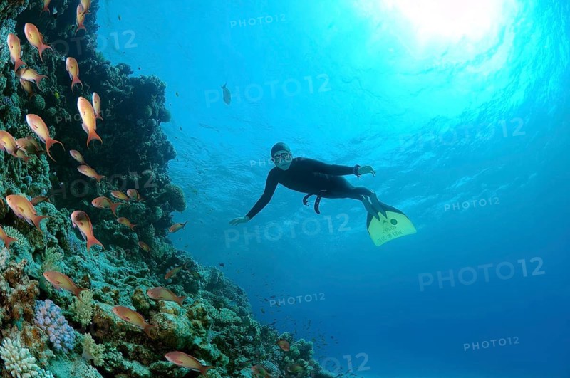 Freediver diving at coral reef