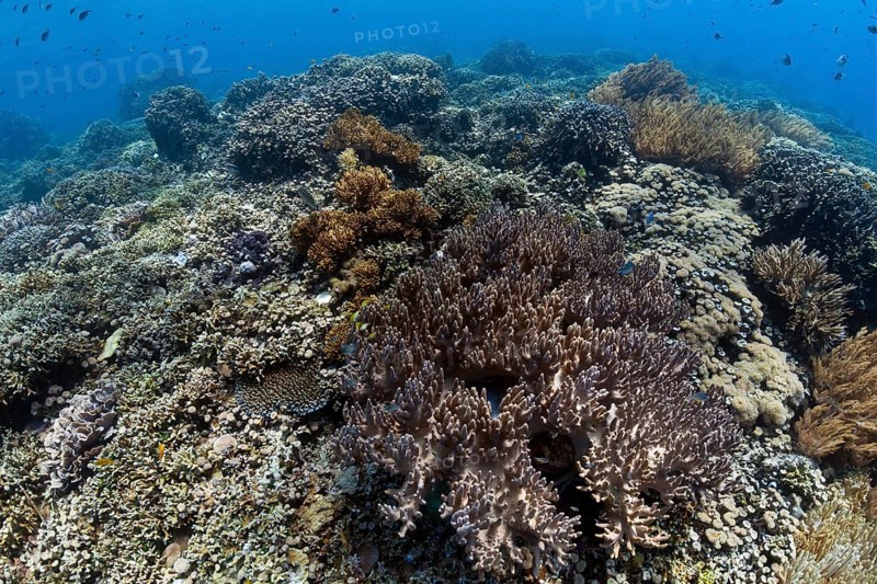 Hard coral on tropical reef off the island of Menjangan