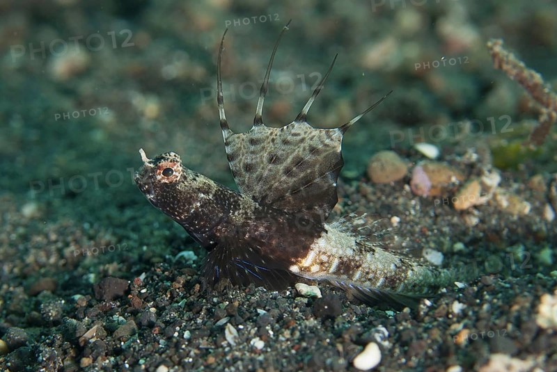 Scaleless Shrimpgoby (Tomiyamichthys nudus)