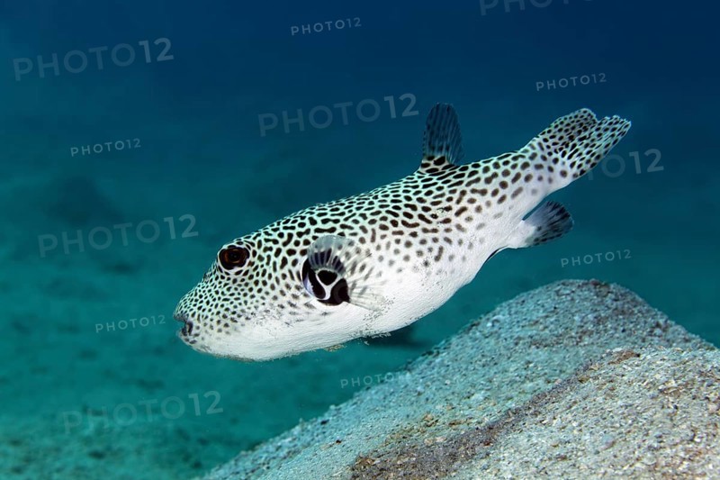 Stellate puffer (Arothron stellatus)