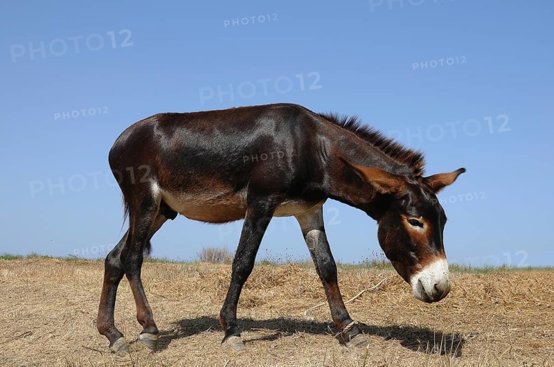 Donkey tied to a rope