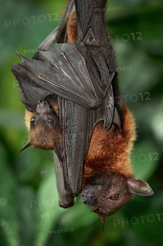 Flying fox (Pteropus sp.)