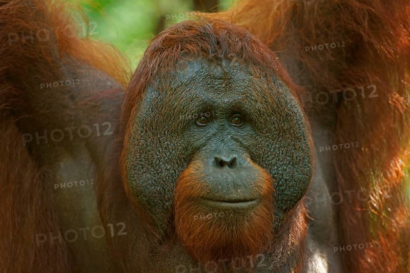 Bornean Orangutan (Pongo pygmaeus)