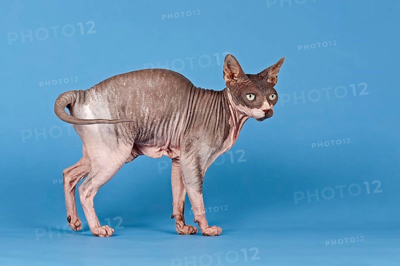 Canadian Sphynx cat
