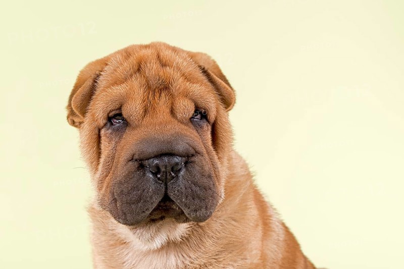 Shar Pei puppy
