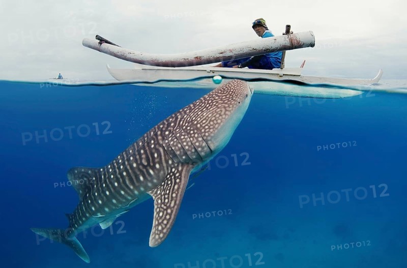 Whale shark (Rhincodon typus) Bohol Sea