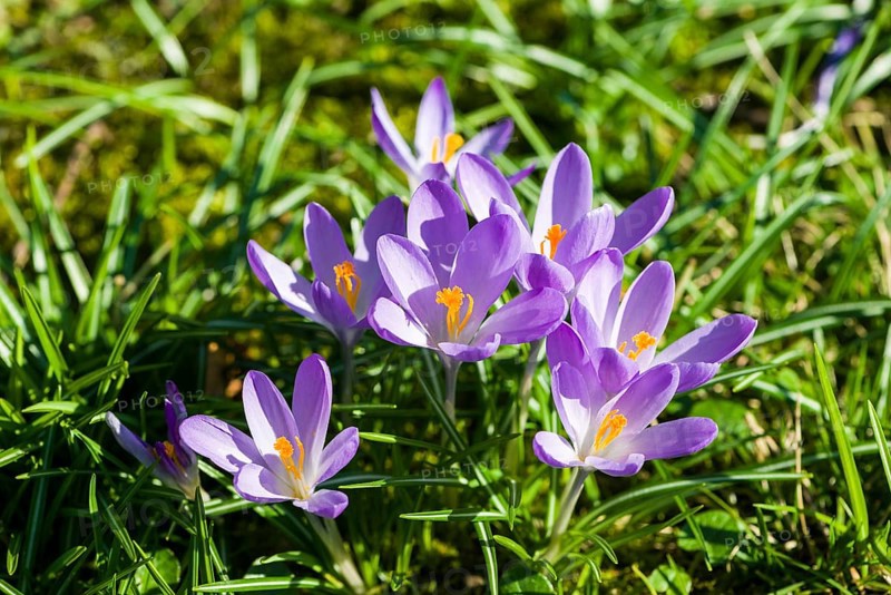Purple Crocuses (Crocus tommasinianus) blooming in a meadow