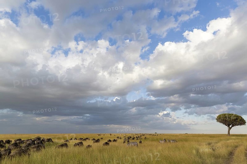Blue Wildebeests (Connochaetes taurinus albojubatus)