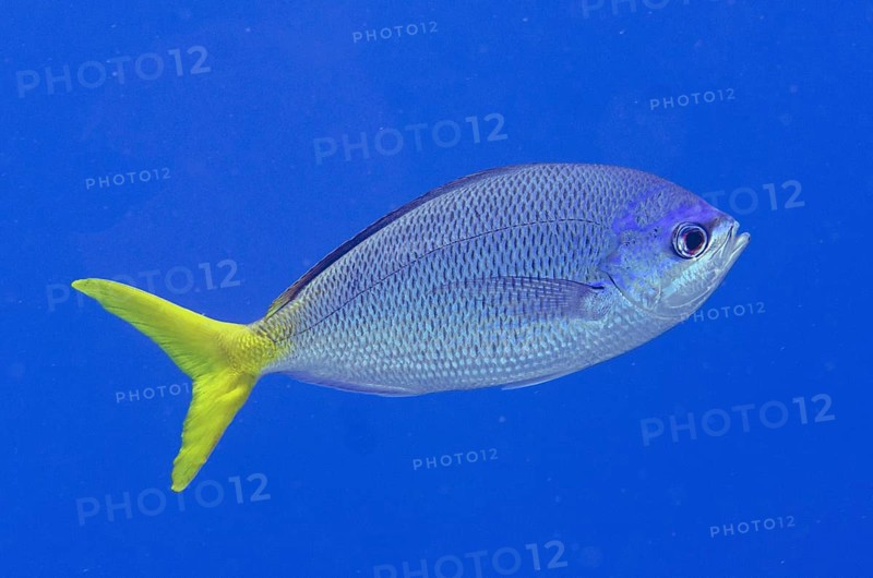 Yellowtail Fusilier (Caesio cuning)