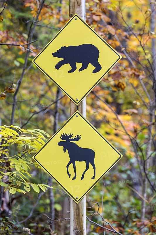 Road sign warning of bears and moose crossing
