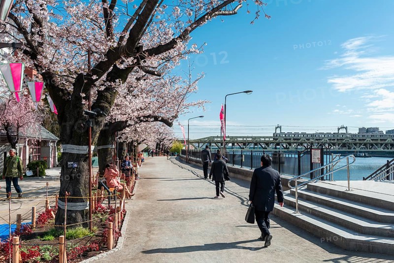 Sumida Park with blooming cherry trees