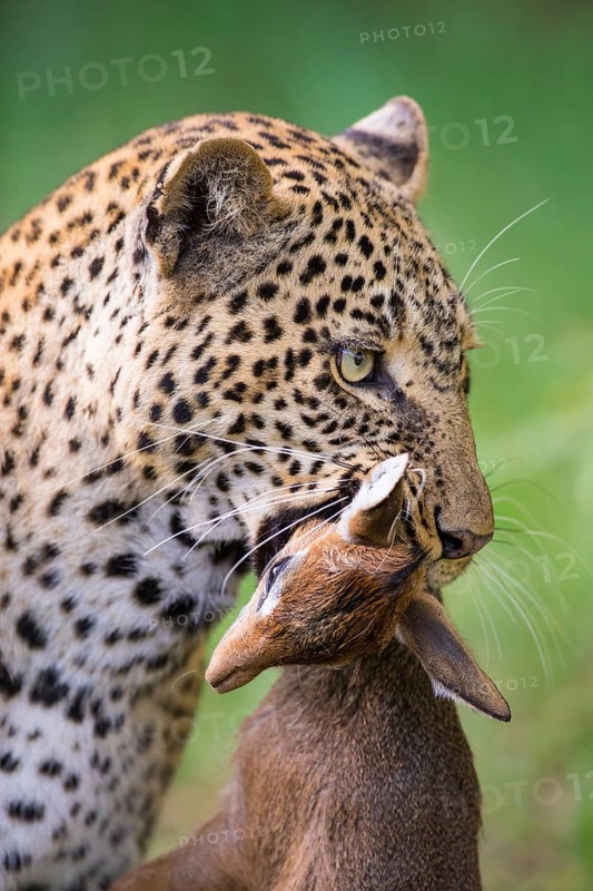 Leopard (Panthera pardus) with captured Kirk's Dik-dik (Madoqua kirkii)