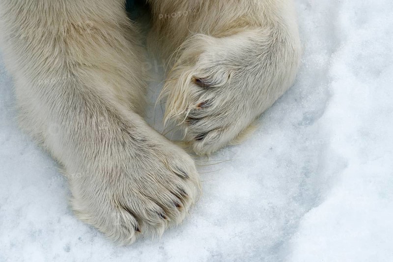 Paws in the snow