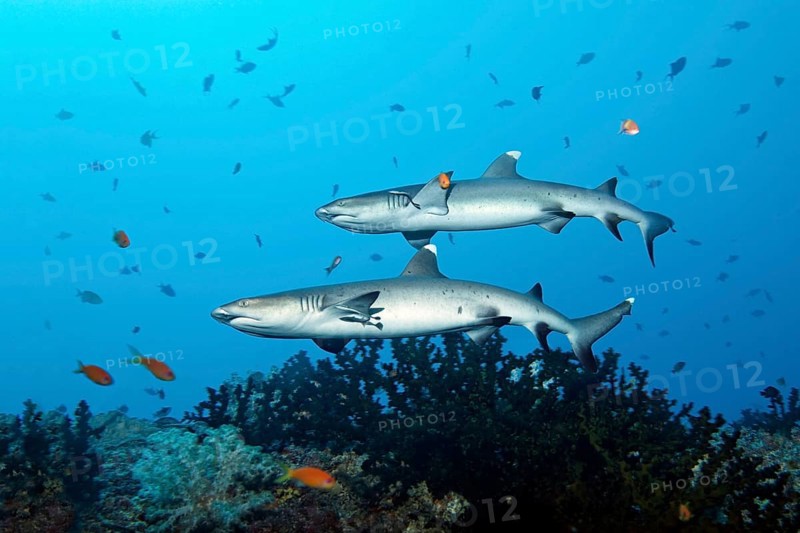 Two Whitetip Reef Sharks (Triaenodon obesus) over coral reef