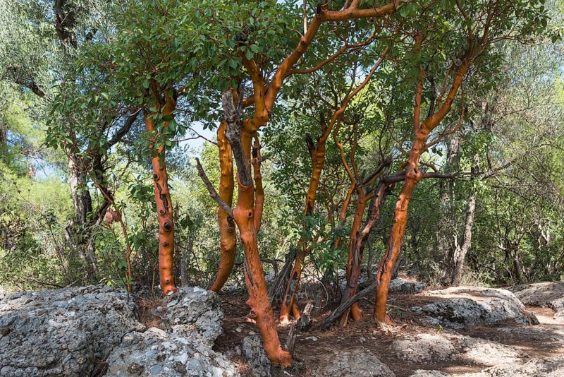 Greek Strawberry Tree (Arbutus andrachne)