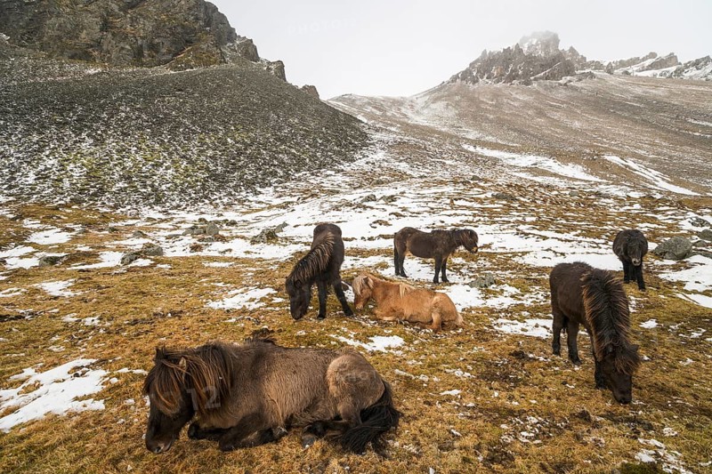 Icelandic horses in winter in front of snowy mountains