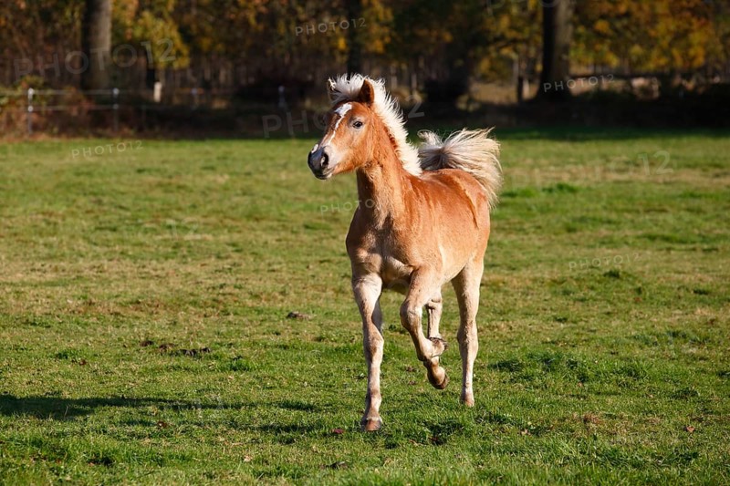 Haflinger horse
