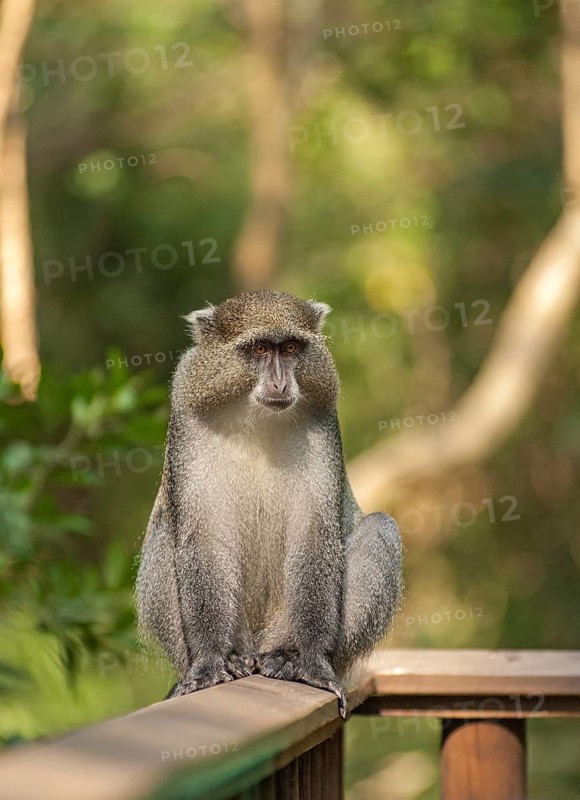 White-lipped Guenon