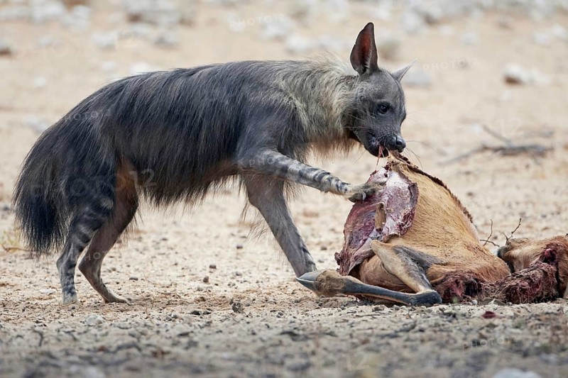 Brown Hyena (Hyaena brunnea) adult
