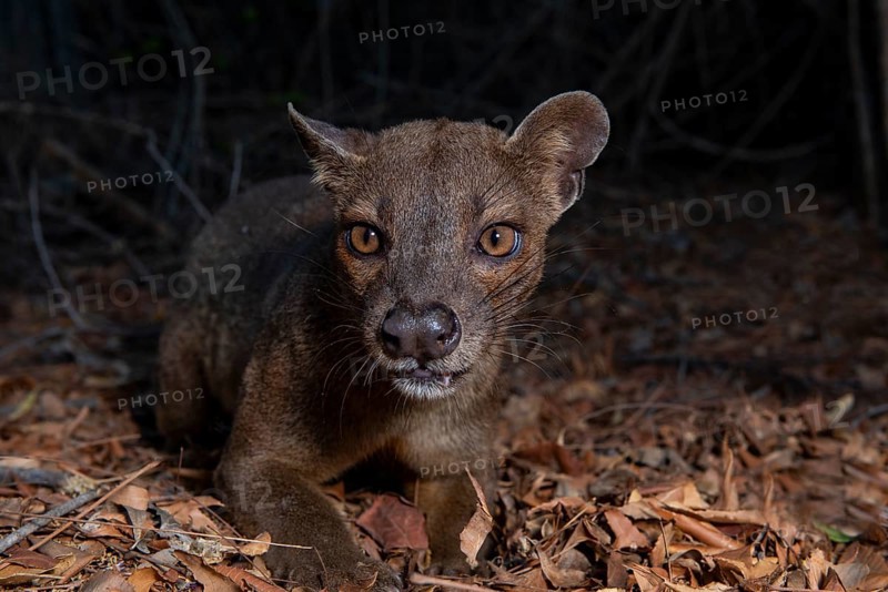 Fossa (Cryptoprocta ferox) in the dry forests of West-Madagascar