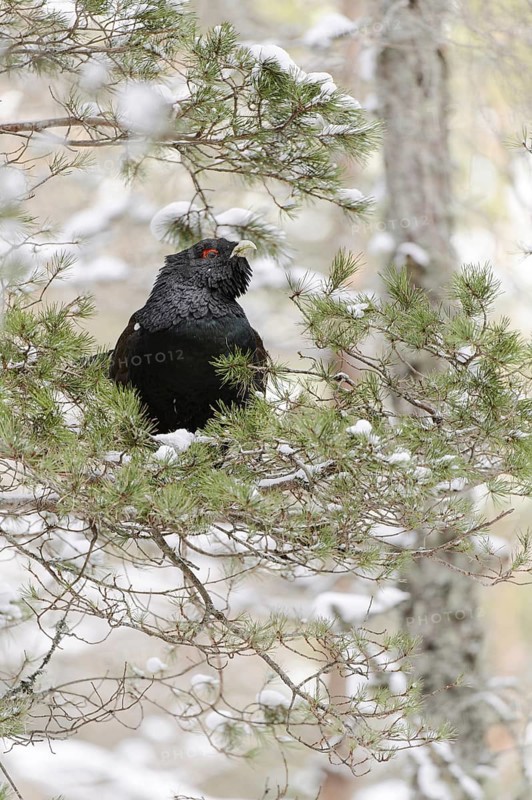 Western Capercaillie (Tetrao urogallus urogallus) adult male