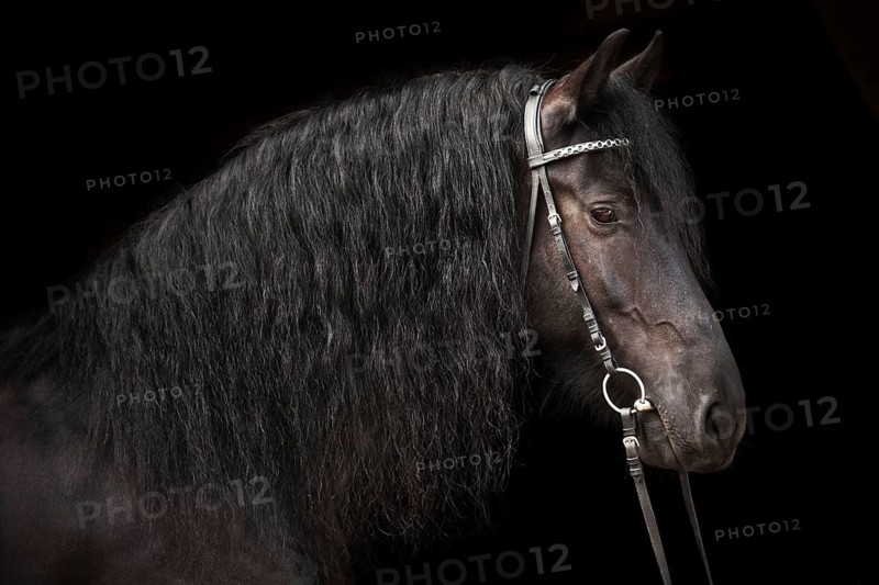 Black Friesian