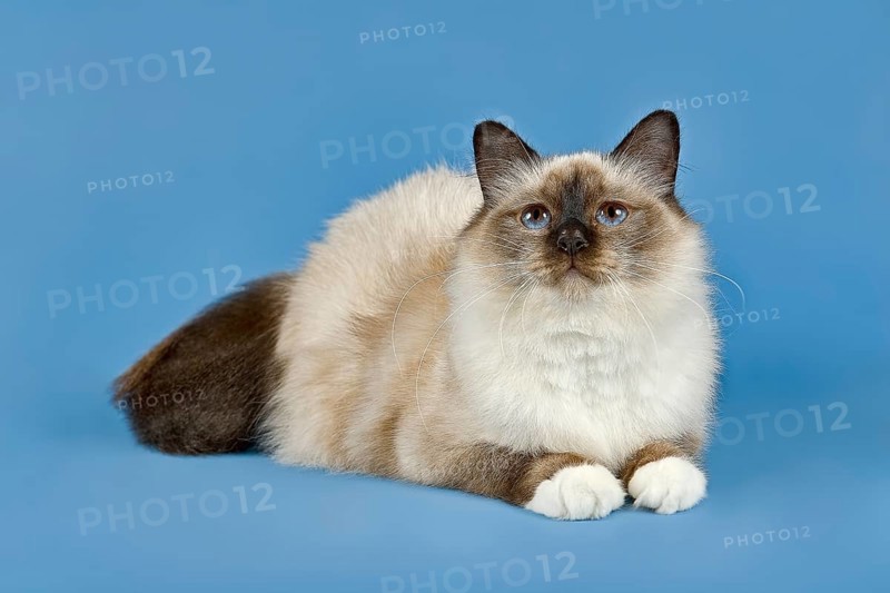Birman Cat