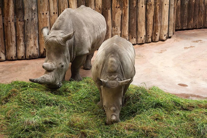 White Rhinoceros (Ceratotherium simum) with young