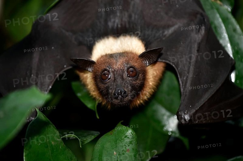 Flying Fox (Pteropus sp.)