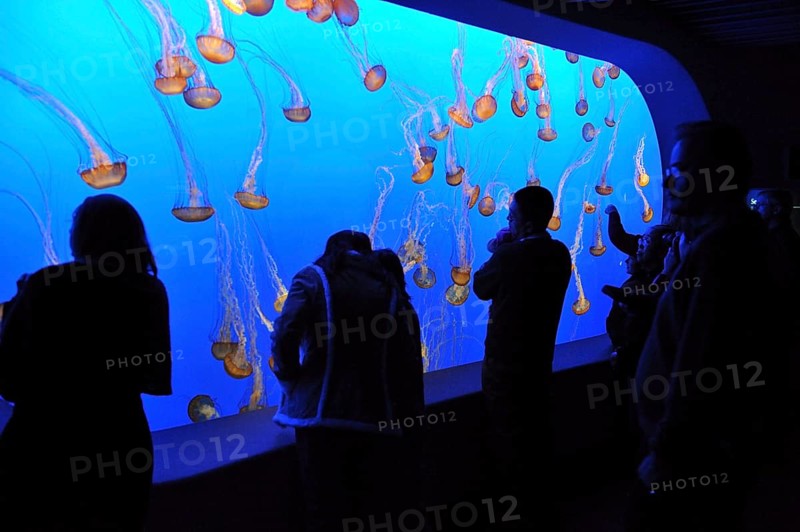 Monterey Bay Aquarium