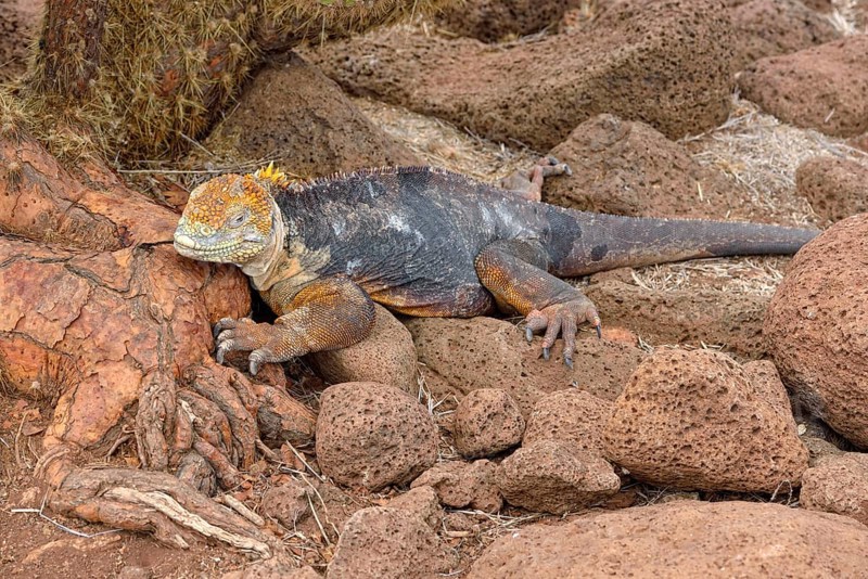 Galapagos land iguana (Conolophus subcristatus)