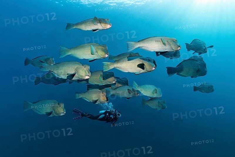 Diver observing a swarm of Green humphead parrotfish (Bolbometopon muricatum) in blue water