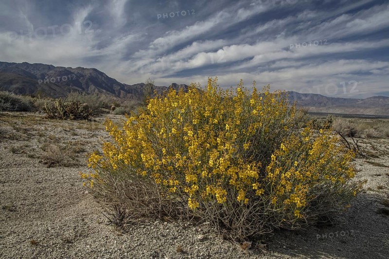 Desert senna (Senna armata)