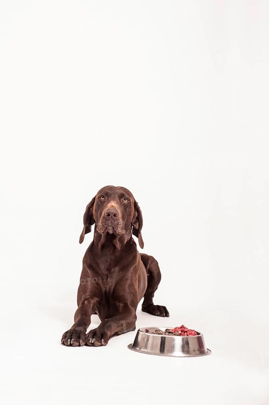 German Shorthaired Pointer lying in front of a bowl of raw meat