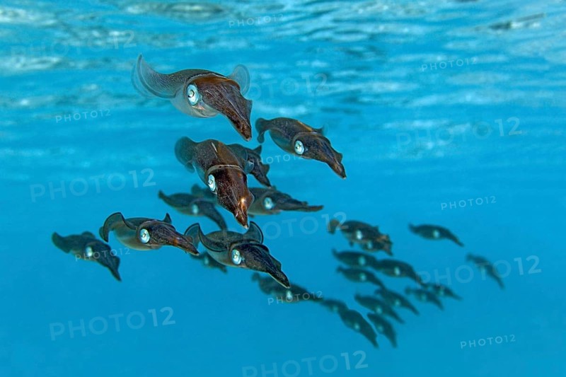 School of Bigfin Reef Squids or Oval Squids (Sepioteuthis lessoniana)