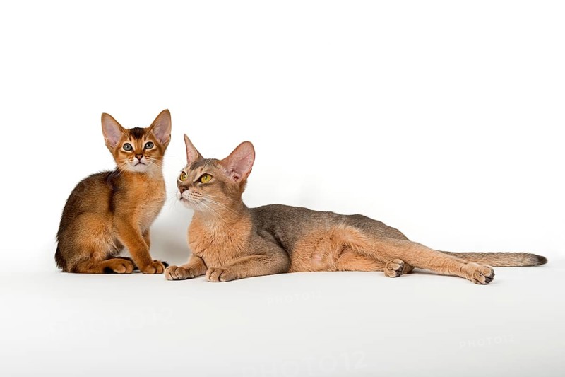 Abyssinian cat with kitten