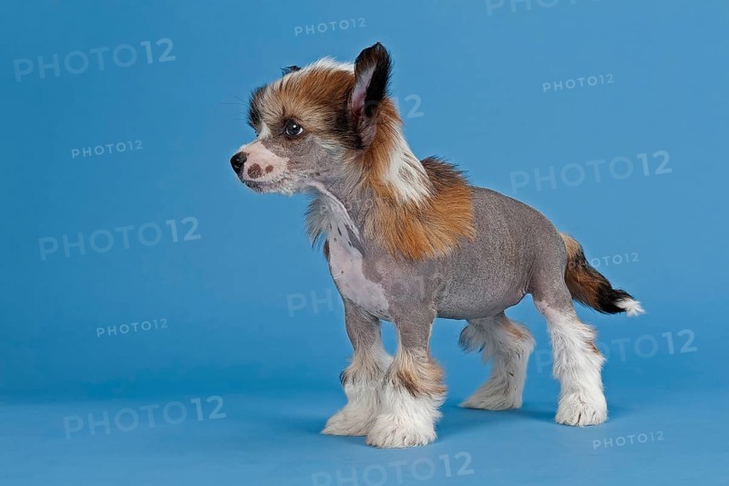 Chinese Crested Dog