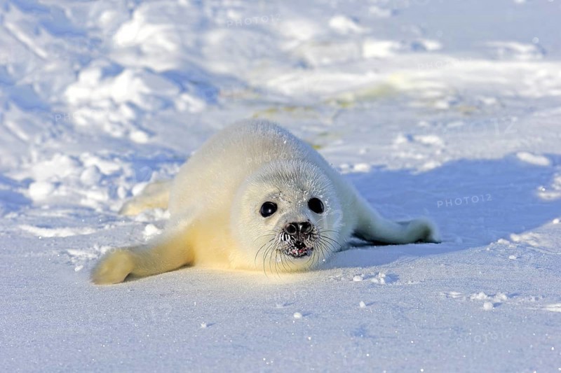 Harp Seal or Saddleback Seal (Pagophilus groenlandicus