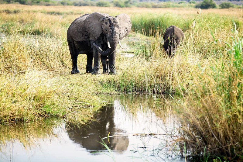 African elephants (Loxodonta africana) mother with young