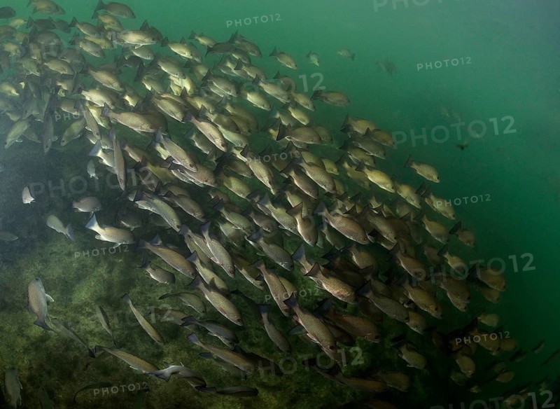 Swarm of Gray Snapper (Lutjanus griseus)