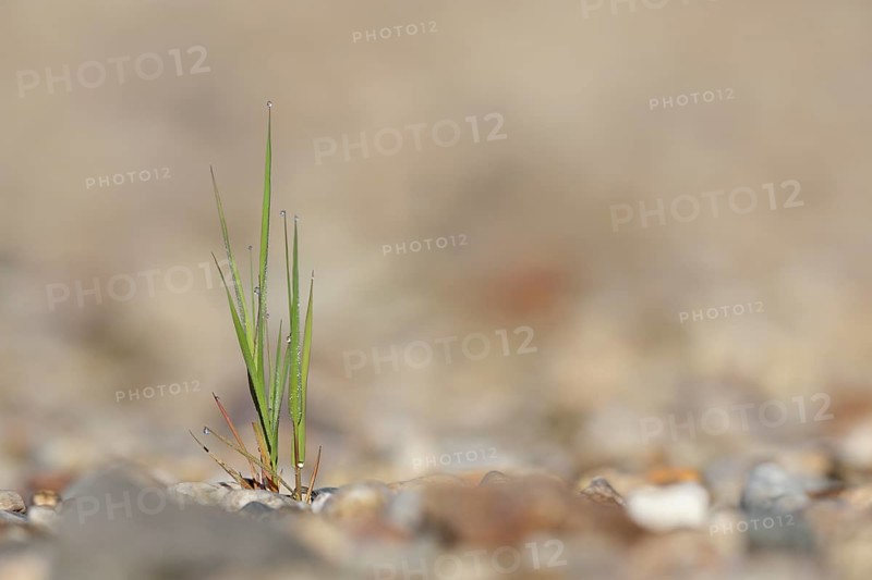Pioneer vegetation on the gravel bed of a river