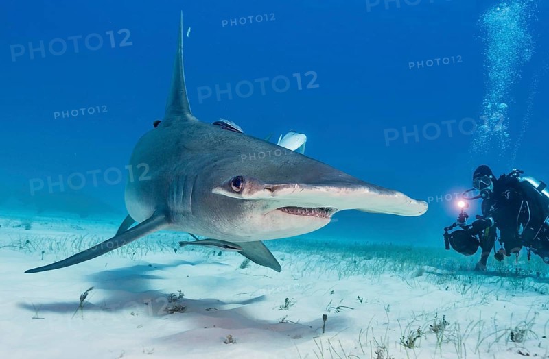 Great hammerhead shark and Diver (Sphyrna mokarran)