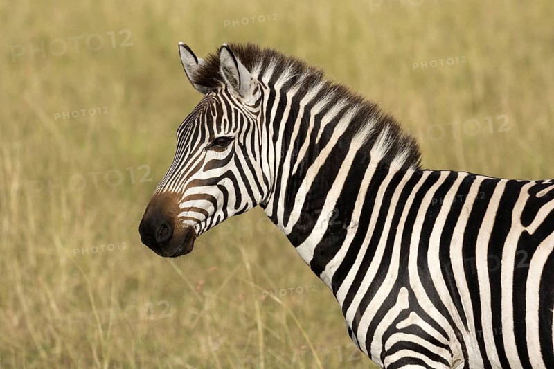 Grant's Zebra (Equus quagga boehmi)m adult