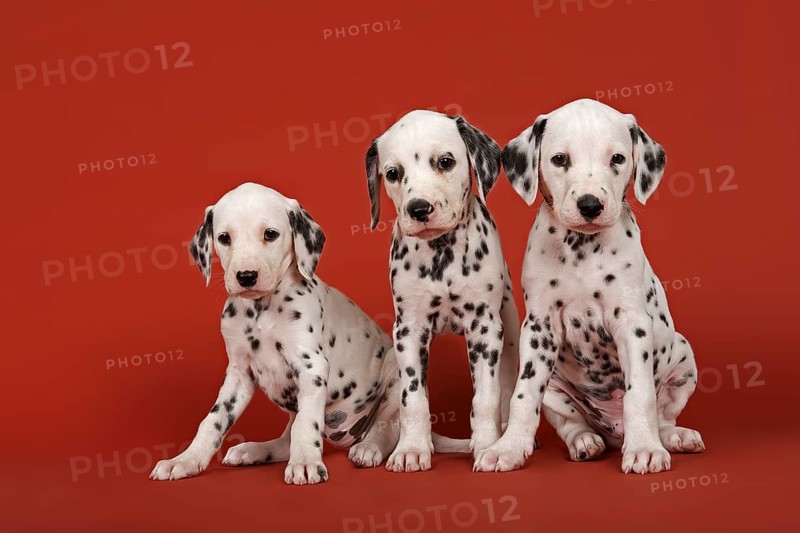 Three Dalmatian puppies