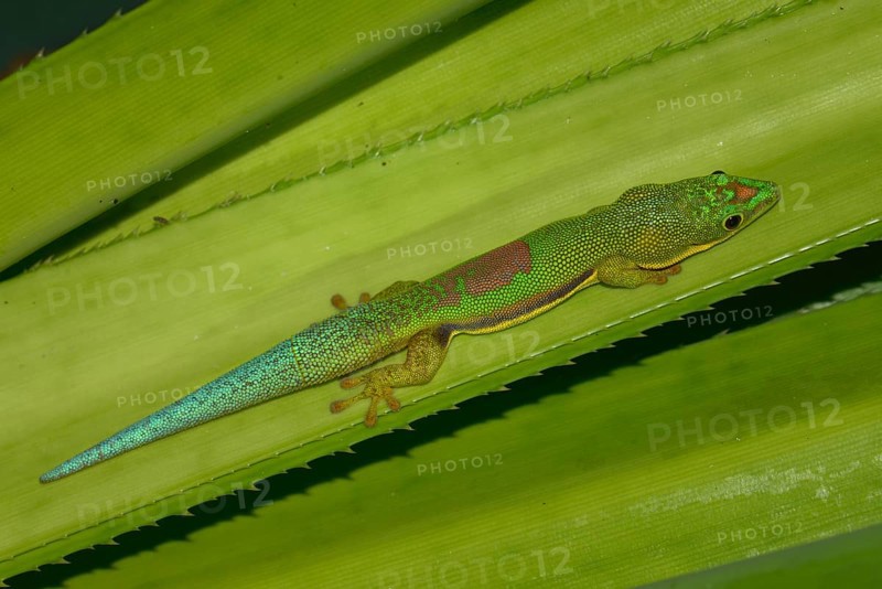 Lined day gecko (Phelsuma lineata)
