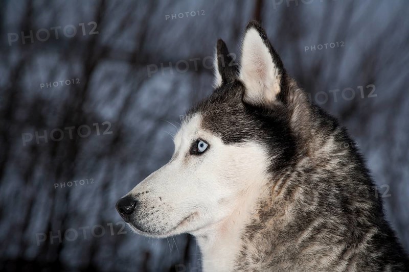 Siberian Husky